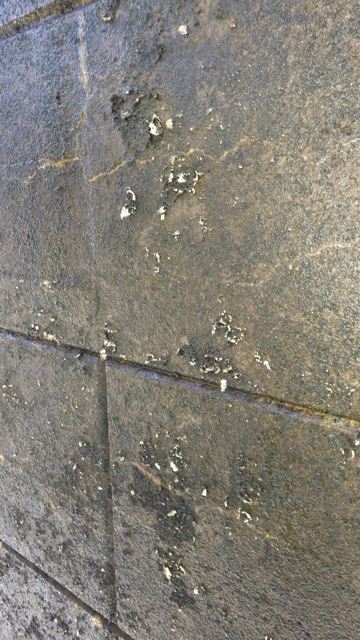 9.24am - slime reaching out for me!! 7-23-15