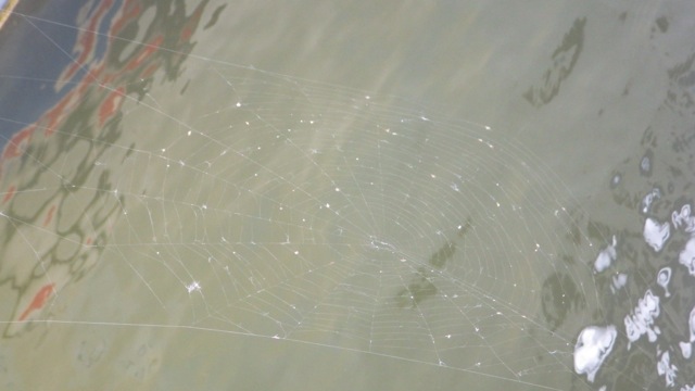 9.29am - spider web - overnight - 6-30-15