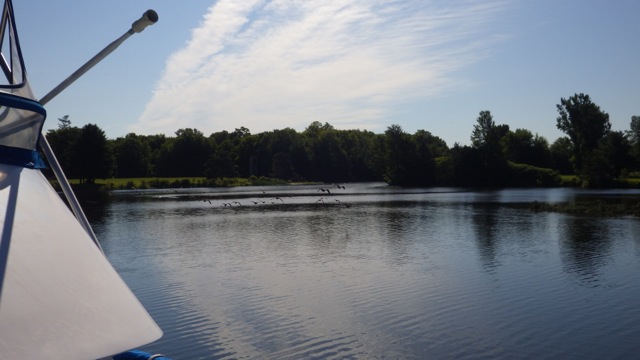 9.37am - geese flying at me A 7-23-15