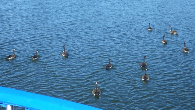 9.38am - geese ahead of us B 7-23-15
