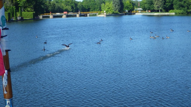 9.39am - geese ahead of us A 7-23-15