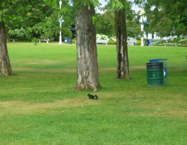 black squirrel  7-17-15