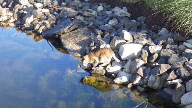 Cat drinking water - 7-03-15