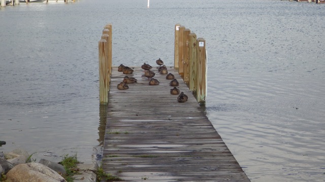 11.10am - all ducks in a row 8-20-15