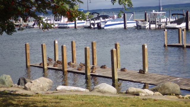 11.10am - ducks waiting for the storm to pass 8-20-15