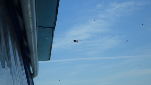 11.43am - stowaway - 8-7-15