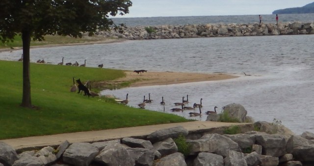 12.08 - geese by dog silhouettes 8-26-15