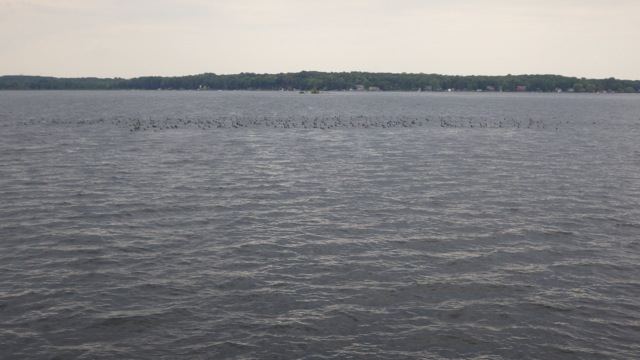 12.12pm - debris? birds!! outinto Georgian Bay 7-25-15