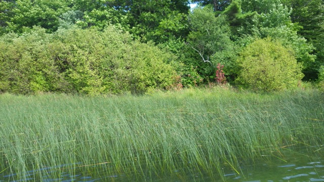 14.52 - 2.52pm - grasses along the dock 8-1-15