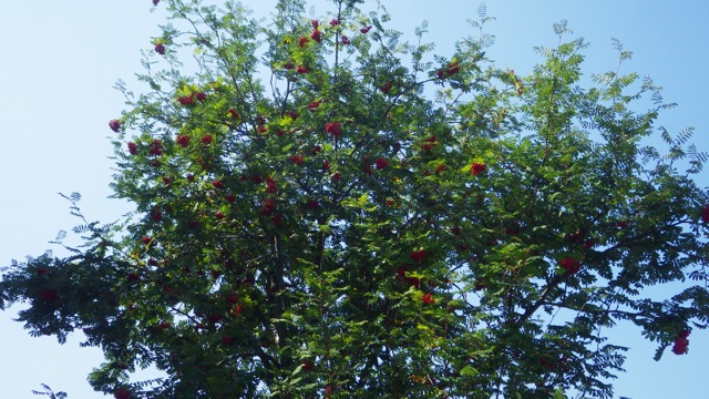 15.26 - 3.26pm - green and red reminds me of Xmas 8-29-15