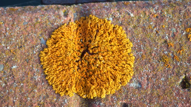 19.06 - 7.06pm - mold along the dock 8-1-15