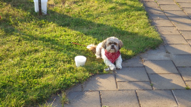 19.37 - 7.37pm - dog waiting on their master at the restaurant Wye Heritage - 7-26-15