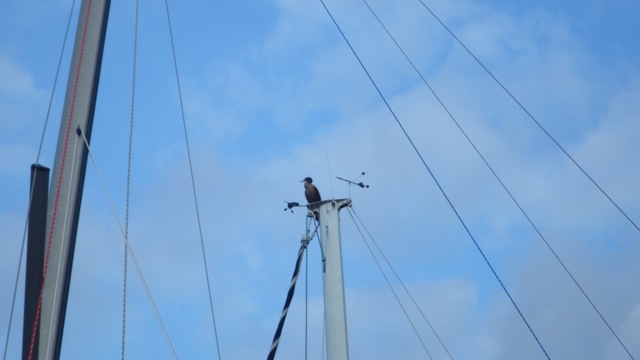 20.03 - 8.03pm - corcoman bird perched ontop of sail boat 8-21-15
