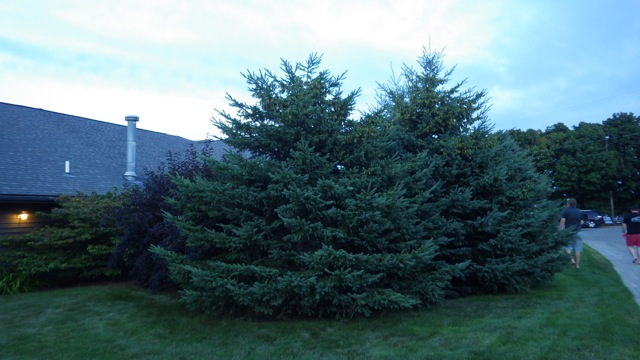 20.22 - 8.22pm - Christmas Trees 8-29-15