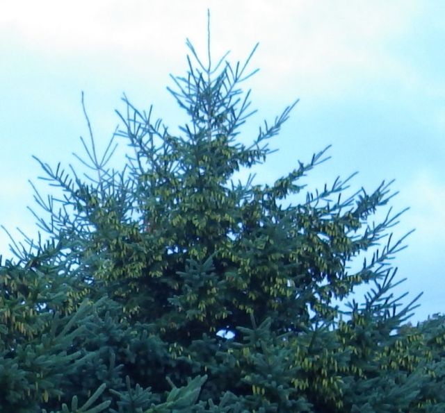 20.22 - 8.22pm - Christmas Trees tops 8-29-15