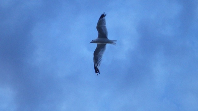 20.50 - 8.50pm gull above my head  sunset Wye Heritage  7-31-15