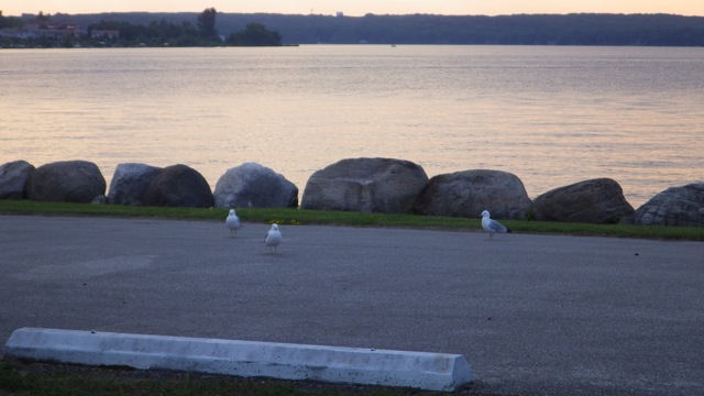 21.53 - 7.53pm - looking at me - gulls   - Wye Heritage   7-29-15