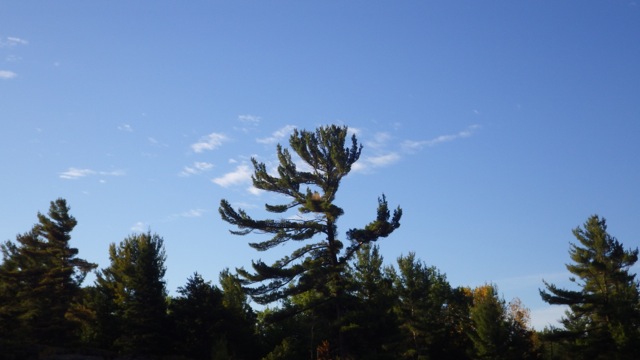 7.27am - tree waving hello! 8-7-15