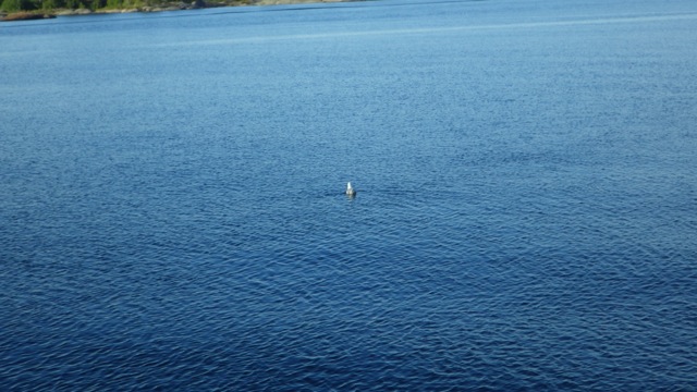 7.34am - is it swimming or sitting?? rock alert! 8-7-15