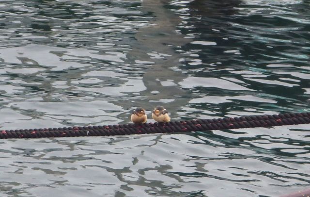swallows on the line - cute 8-26-15