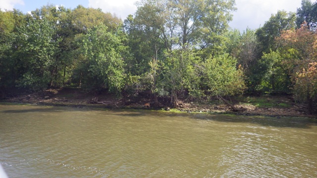 14.20 - 2.20pm - deer!! 9-11-15