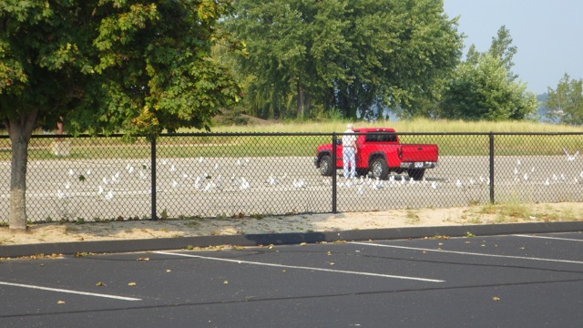 16.38 - 4.38pm - man feeding gulls 8-31-15