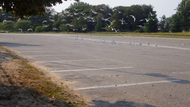 16.45 - 4.45pm - gulls in flight 8-31-15