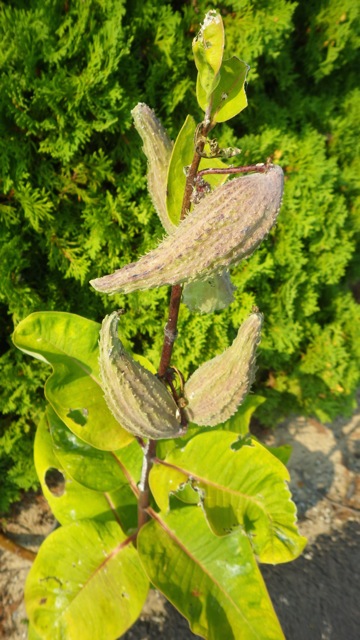 16.46 - 4.46pm - flower pods A 8-31-15