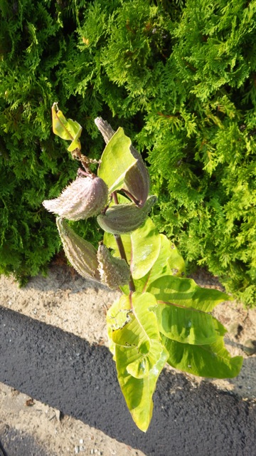 16.46 - 4.46pm - flower pods B 8-31-15