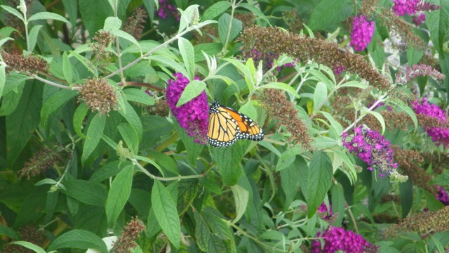 16.57 - 4.57pm - butterflies B 09-03-15