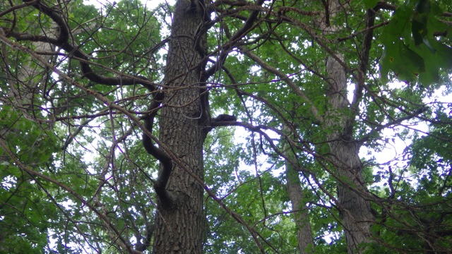 17.07 - 5.07pm - black squirrel 09-03-15