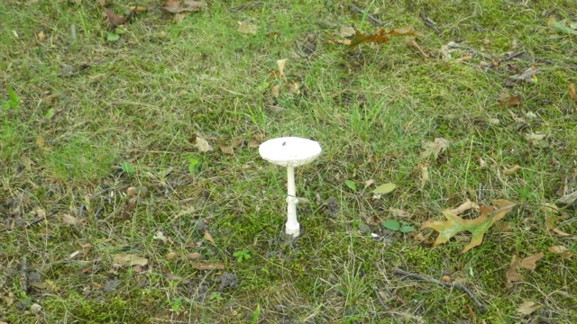 17.08 - 5.08pm - mushroom B 09-03-15