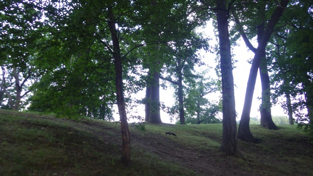 17.09 - 5.07pm - black squirrel C 09-03-15