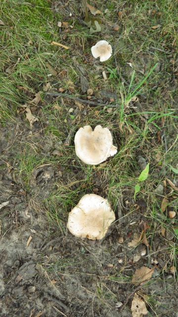 17.09 - 5.09pm - more mushrooms 09-03-15