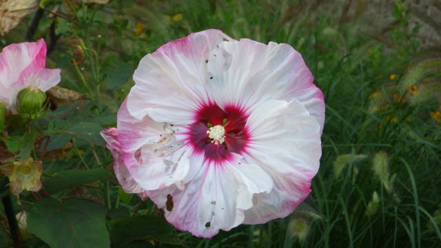 17.13 - 5.13pm - hibiscus? b 09-03-15