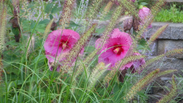 17.13 - 5.13pm - hibiscus? c 09-03-15