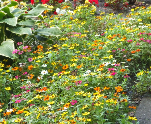 17.37 - 5.37pm - butterfly in the flower C 09-03-15.