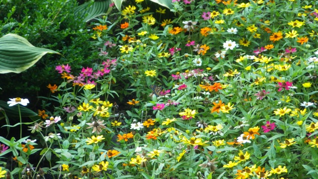 17.37 - 5.37pm - butterfly in the flower D 09-03-15.