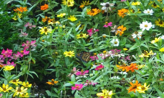 17.37 - 5.37pm - butterfly in the flower E 09-03-15.