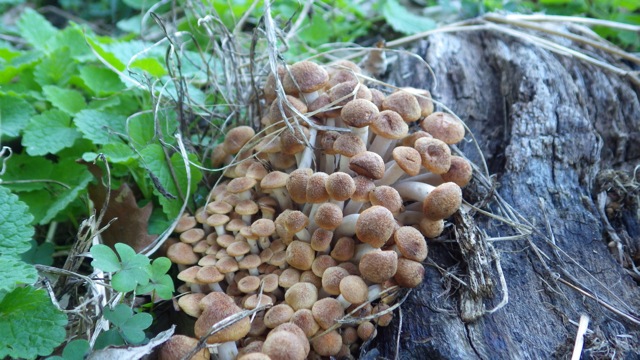 18.23 - 6.23pm - fungus!! 3- 9-21-15