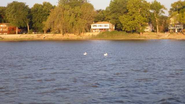 7.21am - white pelicans in the water 9-15-15