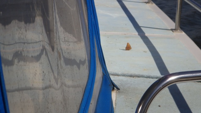 10.11am - butterly getting a ride 9-25-15