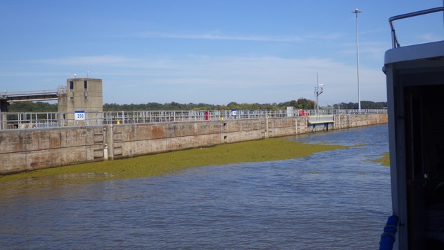 11.15am - floating scum leaves? in the lock 10-11-15