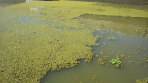 11.30am - flaoting scum or leaves in the lock 10-11-15
