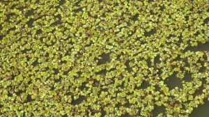 11.30am - flaoting scum or leaves or plants in the lock 10-11-15