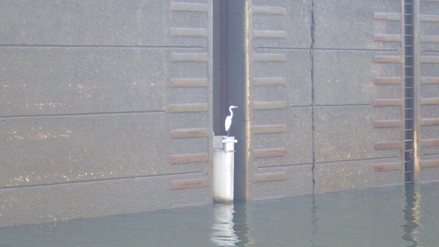 11.36am - white heron on the floating bollard 10-14-15