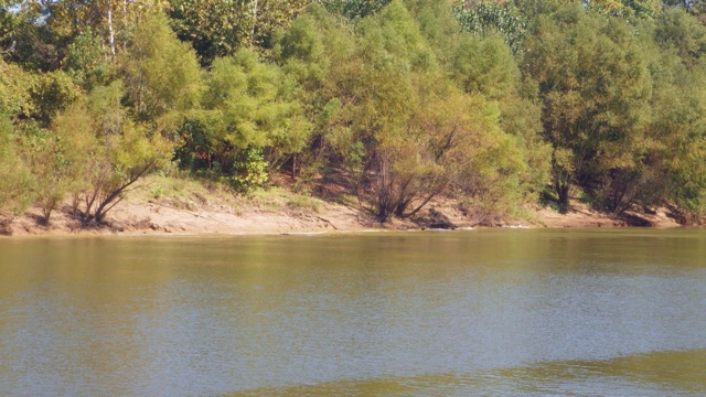 13.45 - 1.45pm - alligator into the water 10-14-15