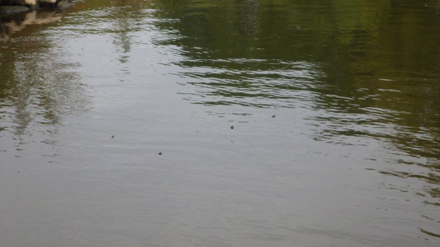 14.57 - 2.57pm - noses turtles 10-1-15