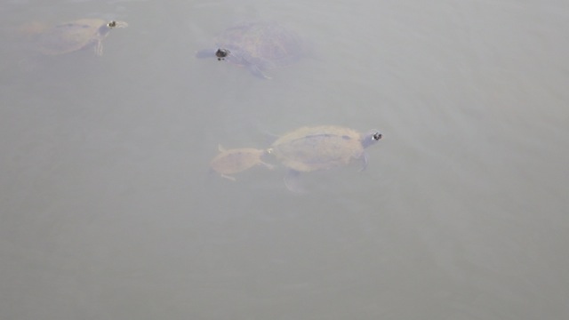 14.57 - 2.57pm - turtles 10-1-15