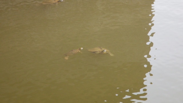 14.57 - 2.57pm - turtles C 10-1-15